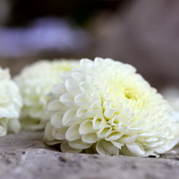 zum Vergrößern anklicken