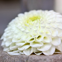 zum Vergrößern anklicken