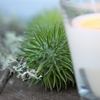 zum Vergrößern anklicken