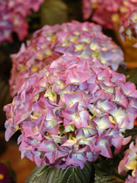 zum Vergrößern anklicken