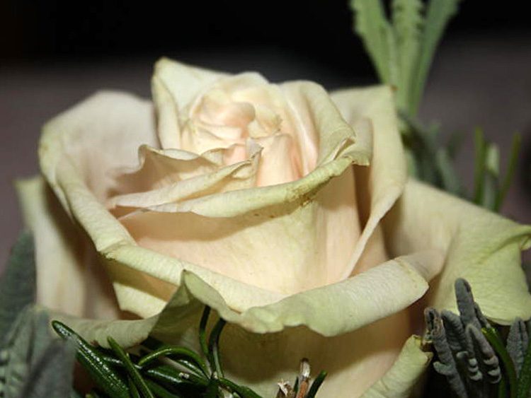 zum Vergrößern anklicken