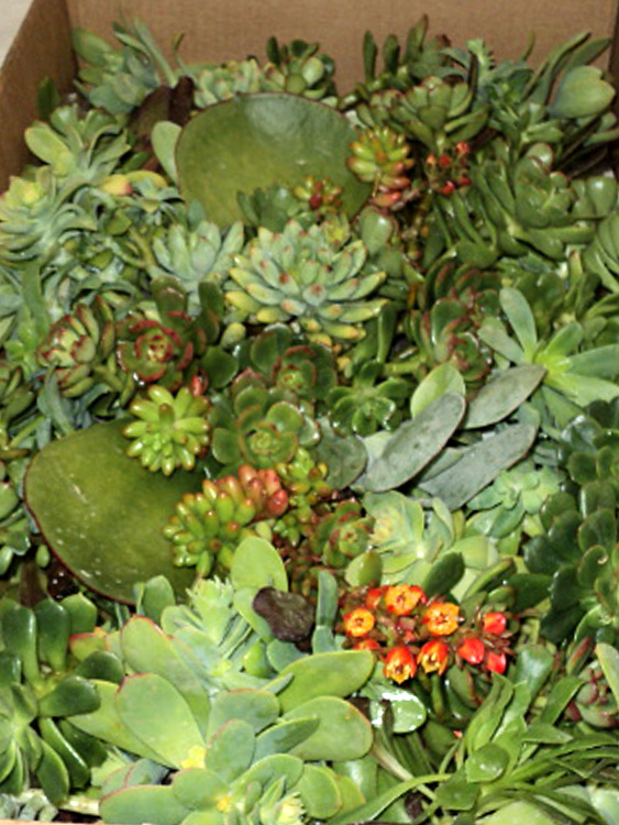 zum Vergrößern anklicken