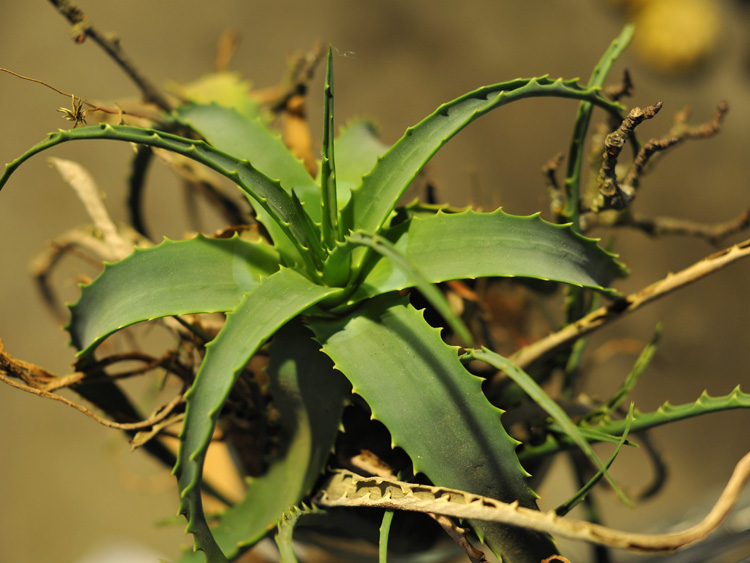 zum Vergrößern anklicken