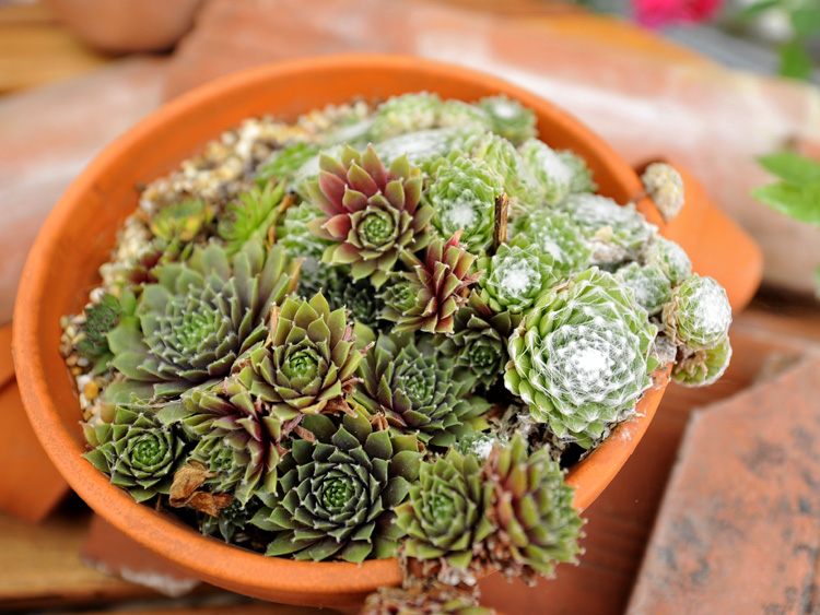 zum Vergrößern anklicken