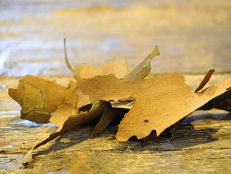 zum Vergrößern anklicken
