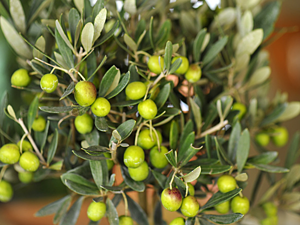 zum Vergrößern anklicken